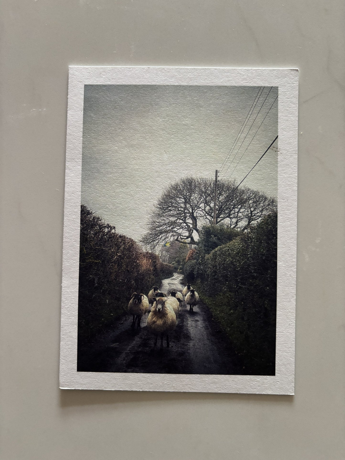 Sheep Gang, Belstone, Dartmoor