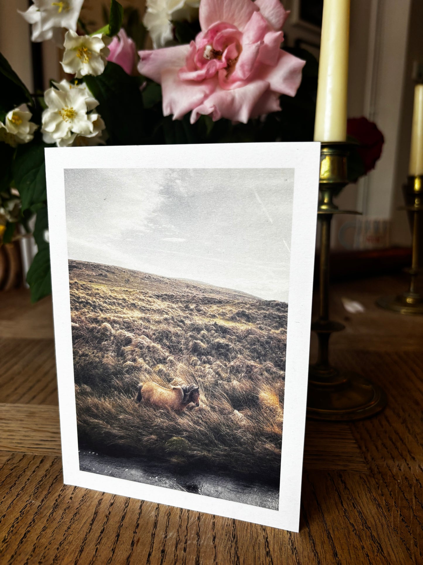 Dartmoor pony grazing in long moorland grass near the River Taw, Belstone