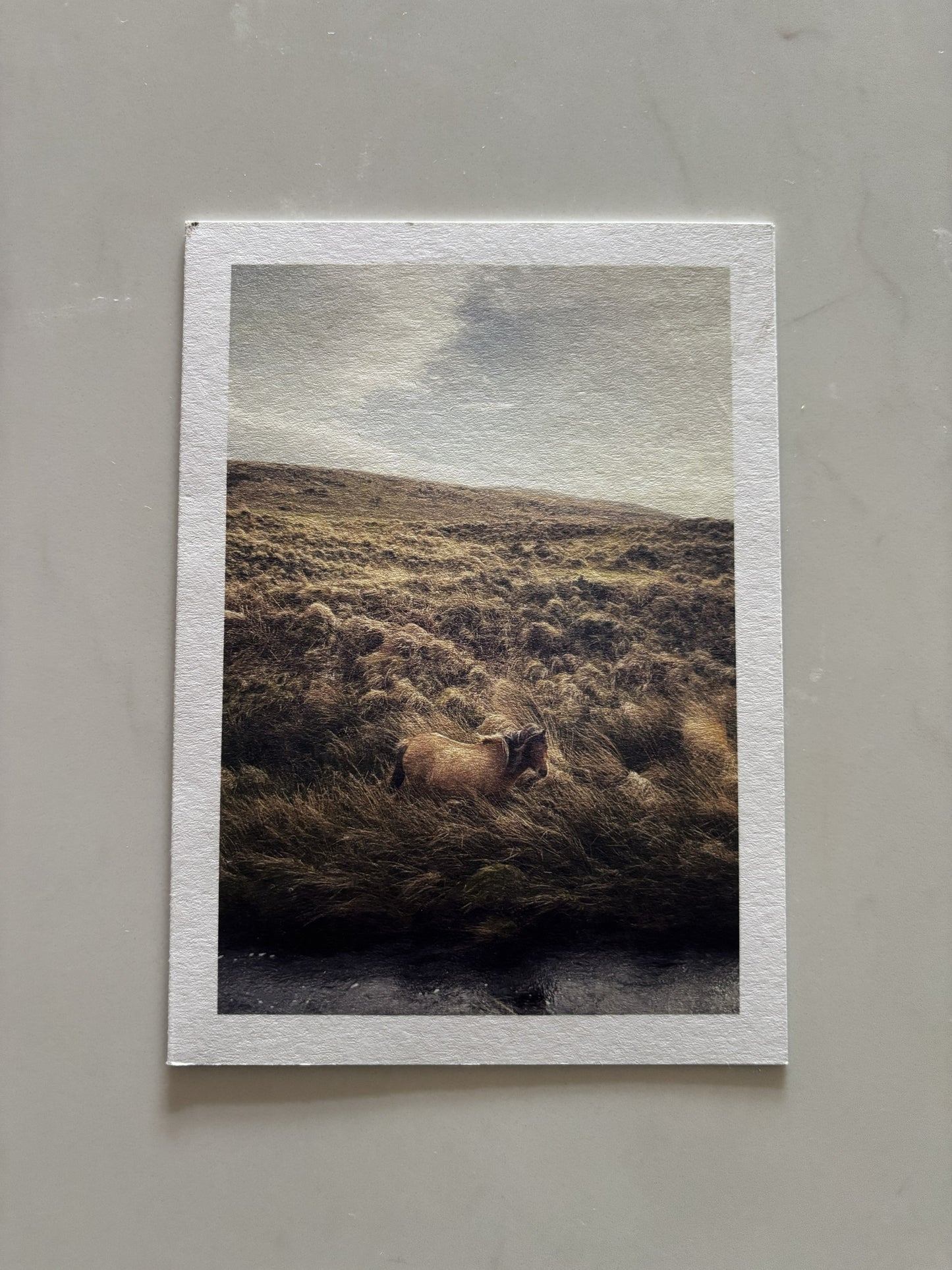 Pony in Grass, alongside the River Taw, Belstone, Dartmoor