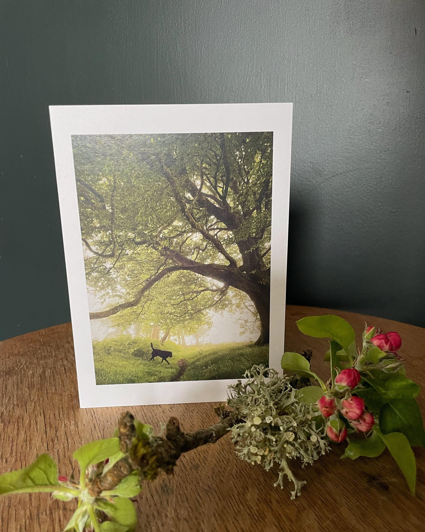 Dartmoor photographic greeting card of a Black Labrador dog below spring trees in a misty field near Sticklepath, Dartmoor