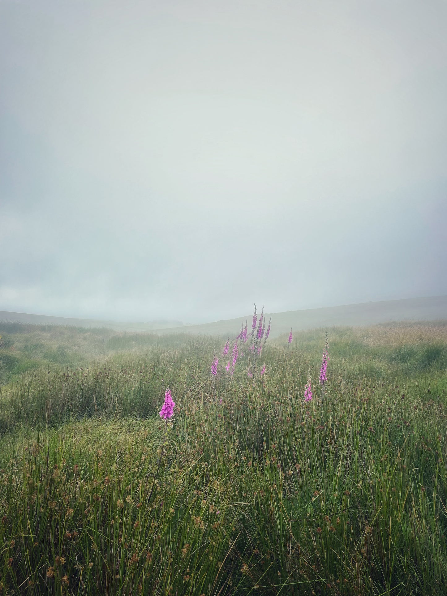 Misty Foxgloves Dartmoor