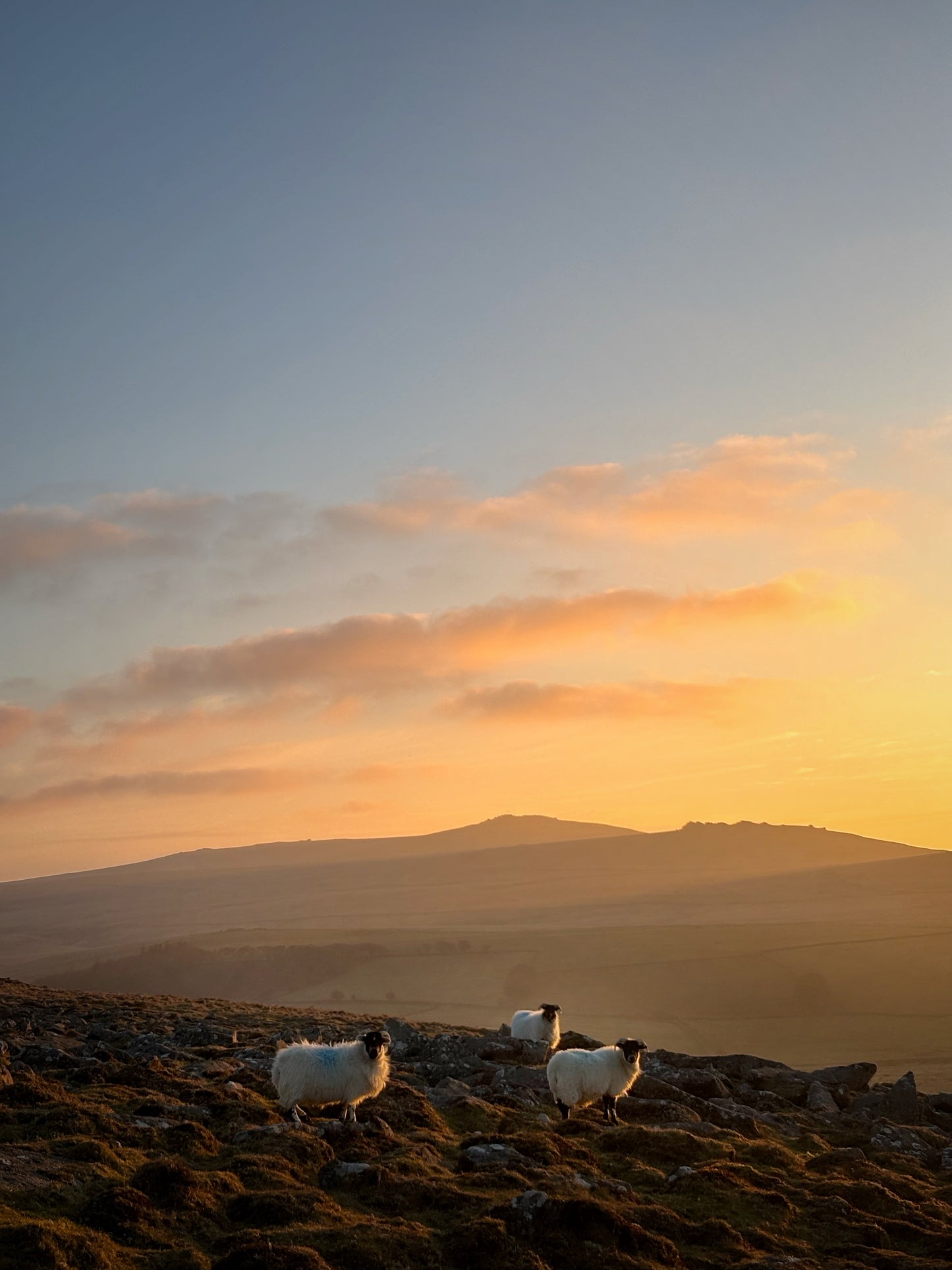 Three Sheep Sunset, Dartmoor