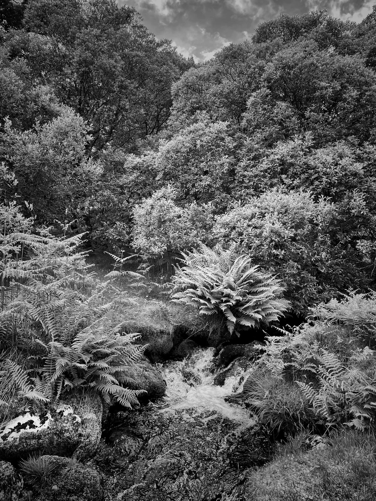 Amongst The Ferns, Dartmoor