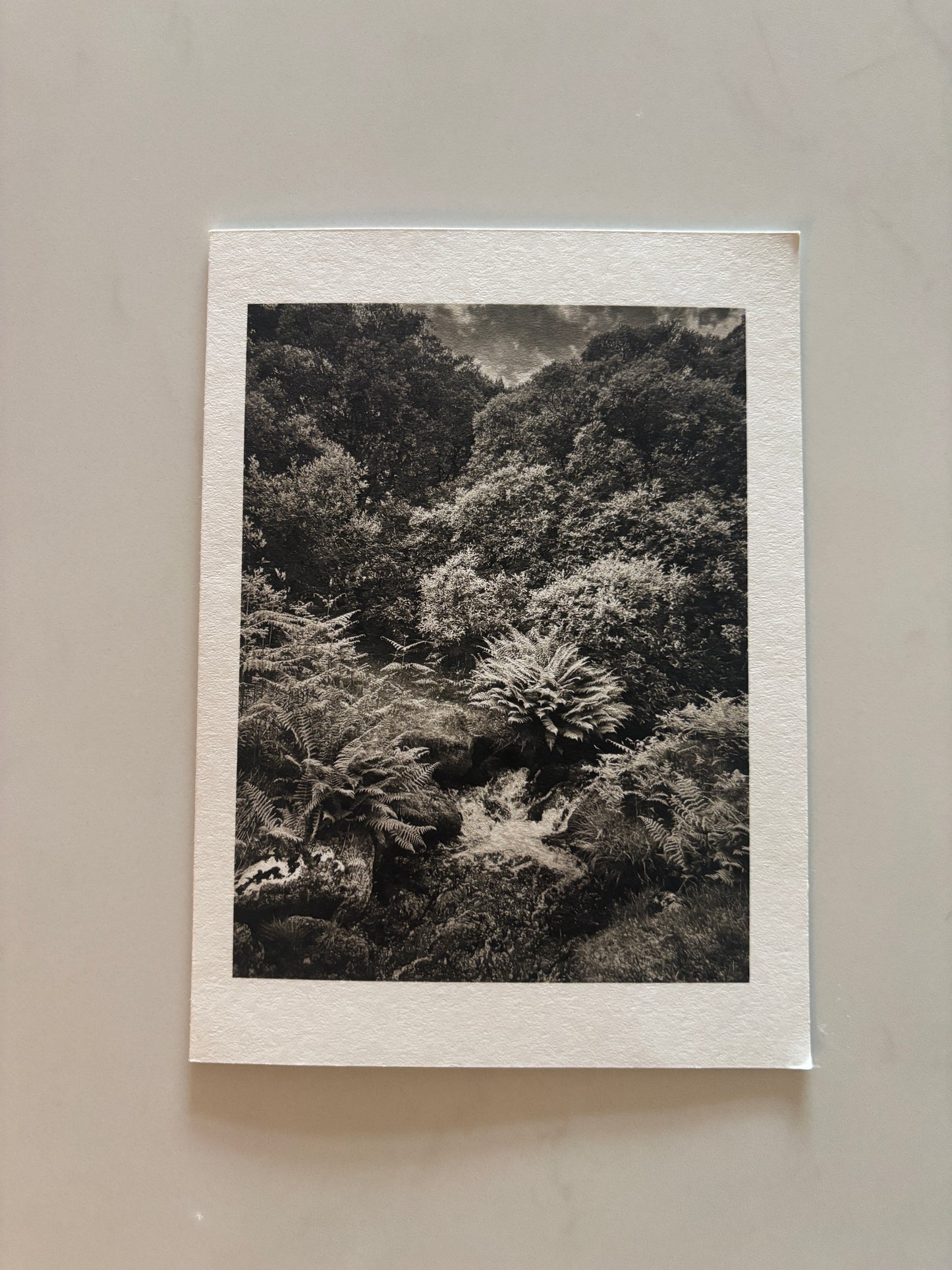 Amongst The Ferns, Dartmoor