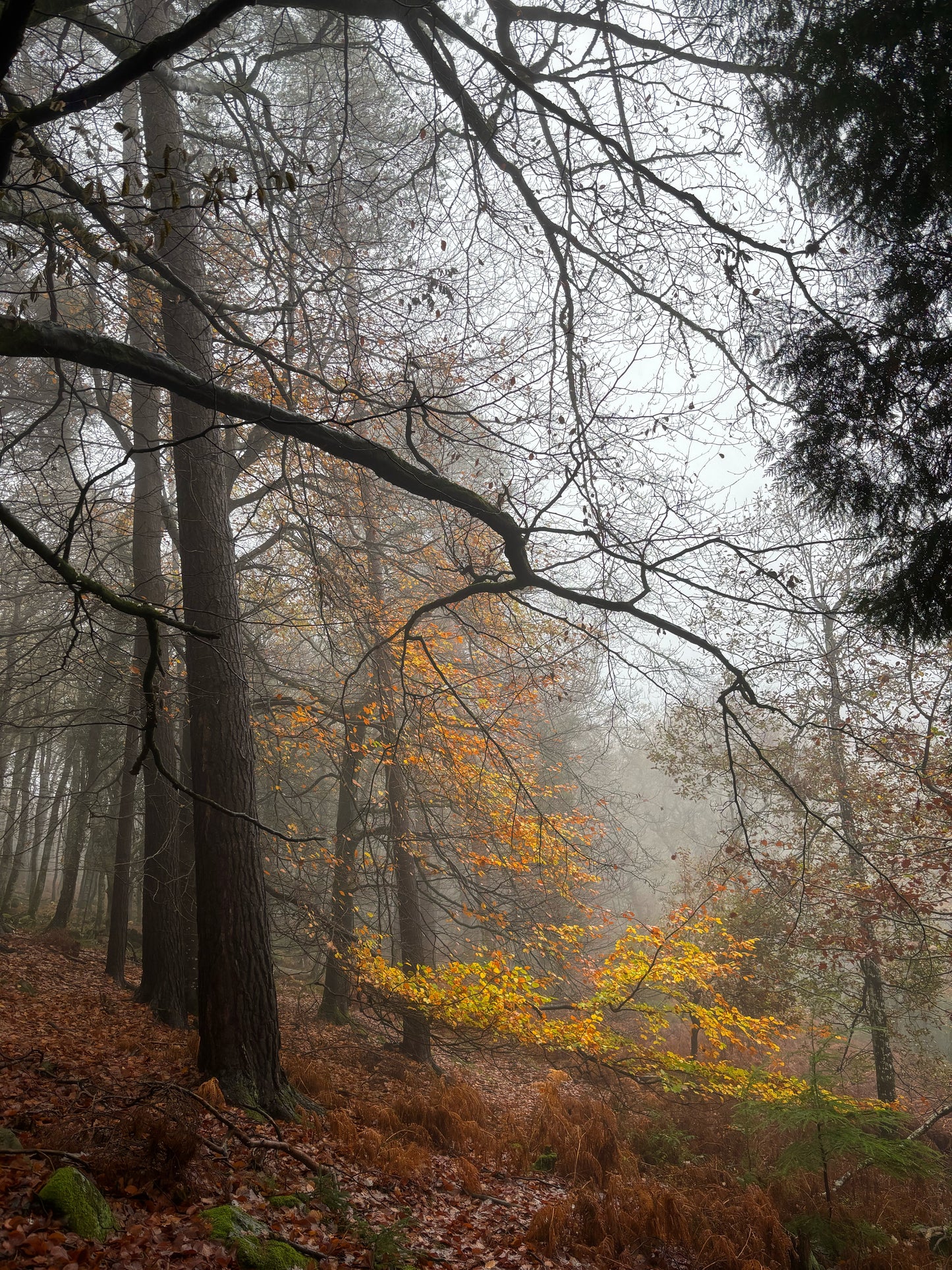 A misty autumn woodland scene on Dartmoor -- tall dark tree trunks rise into bare branches against a pale grey sky, with a blaze of amber and gold leaves glowing at the forest floor.