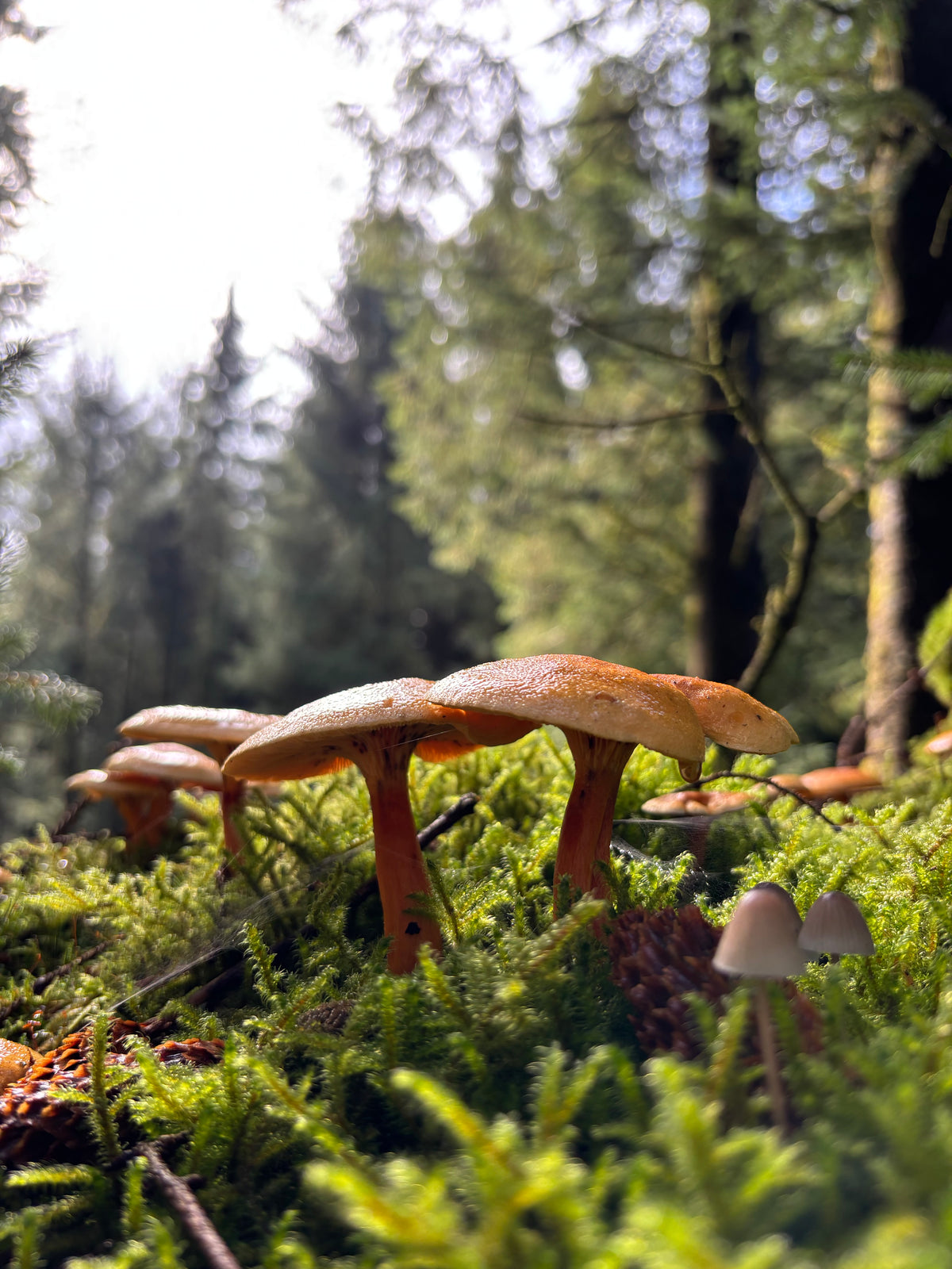 Fungi and Moss, Fernworthy | Dartmoor Fungi Greeting Card