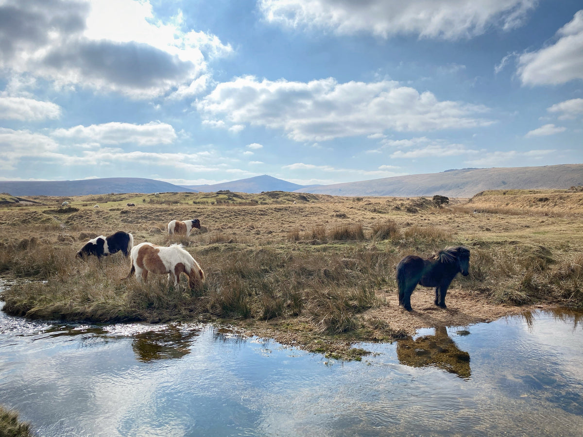  Dartmoor ponies grazing and drinking at Taw Marsh Horseshoe, Dartmoor, Devon