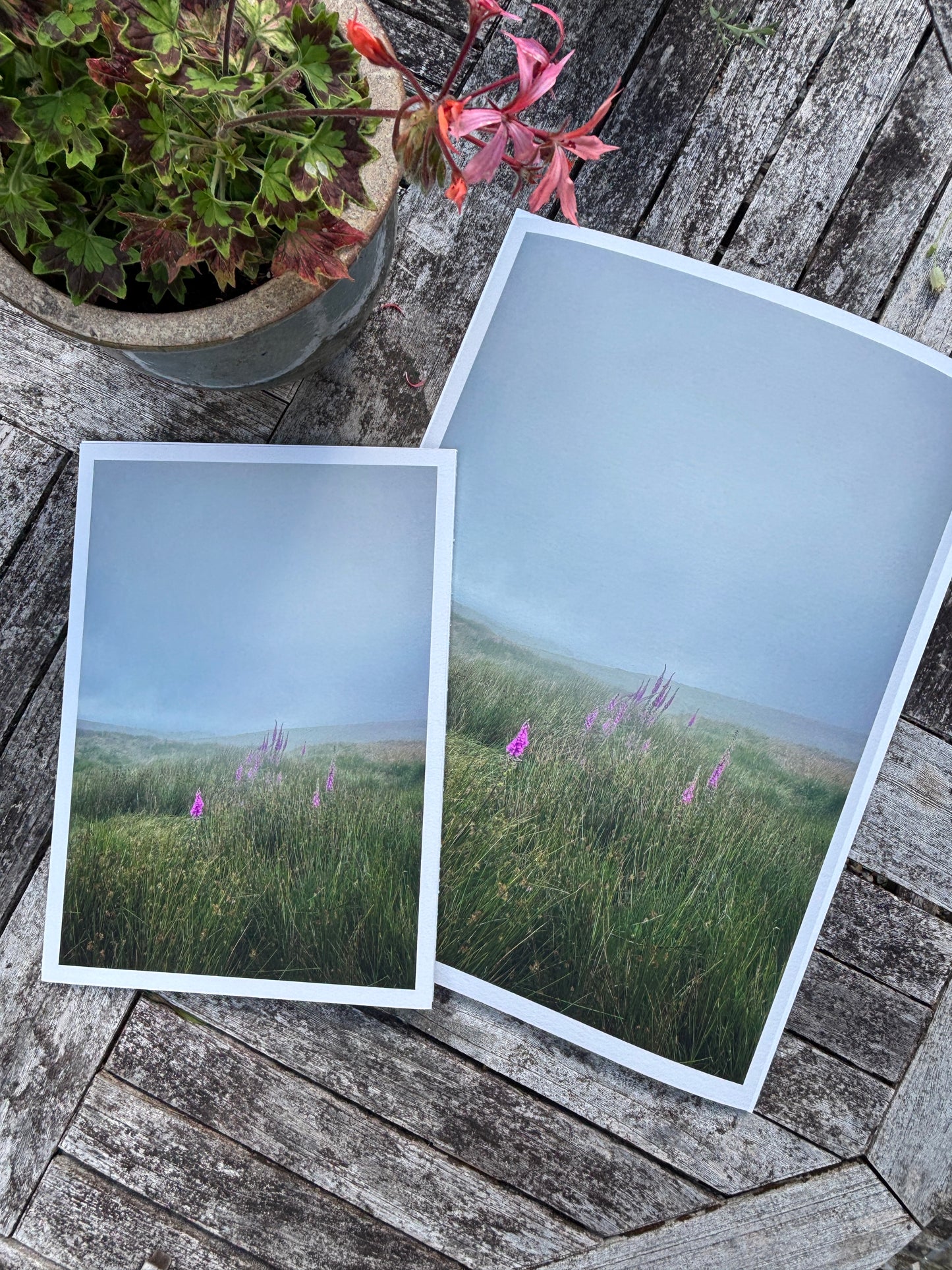 Misty Foxgloves, Dartmoor (Giclée Art Print)
