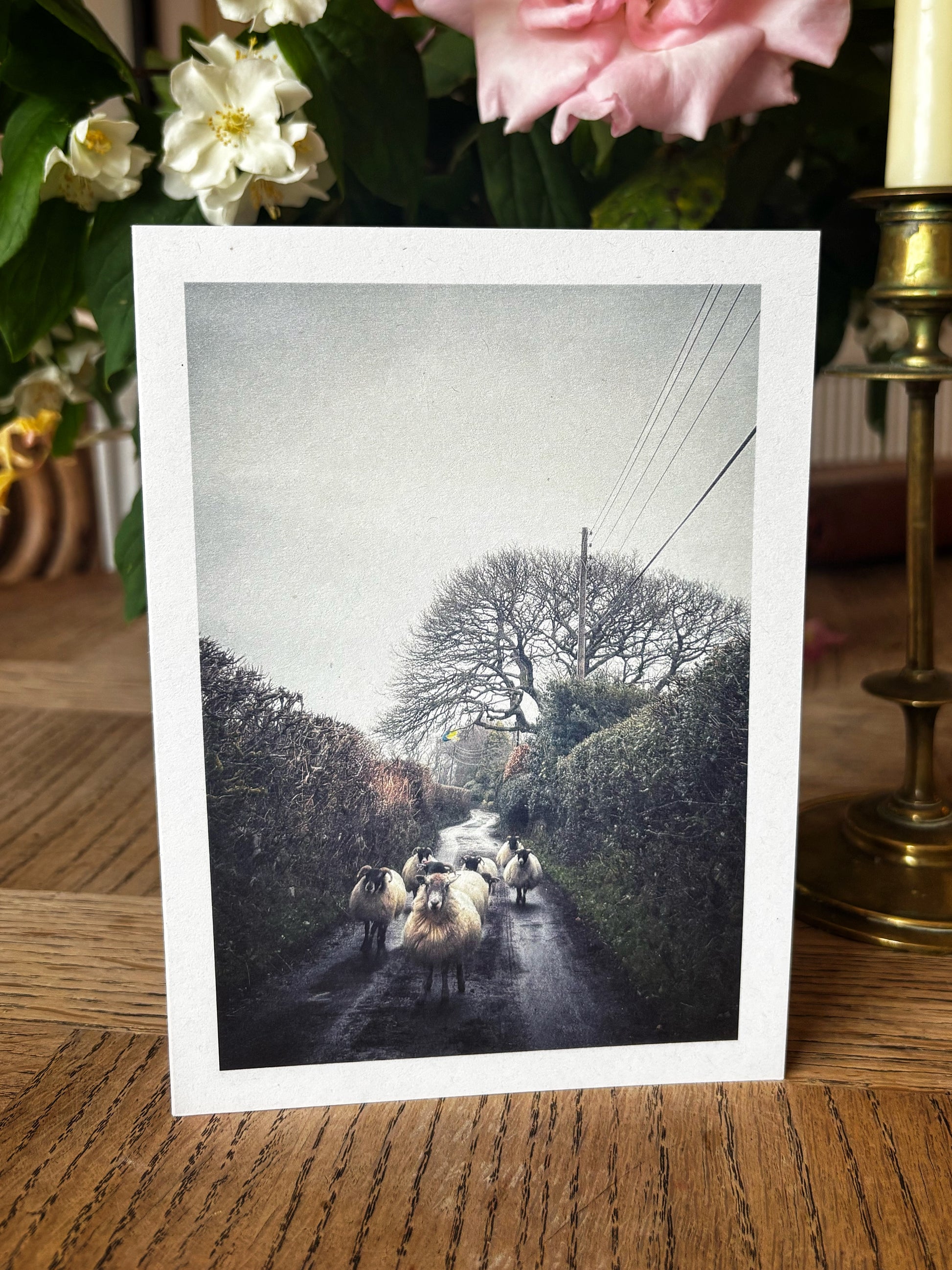 Greeting card with Flock of sheep walking down a narrow lane near Belstone, Dartmoor