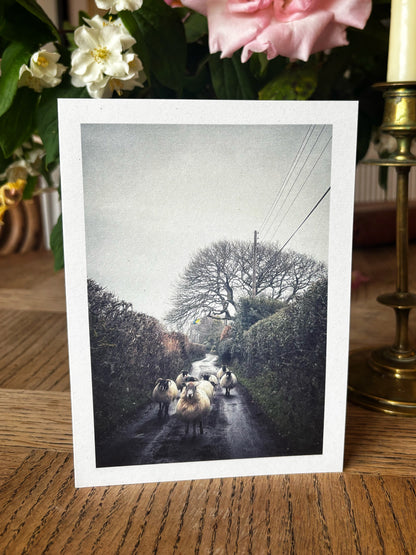 Greeting card with Flock of sheep walking down a narrow lane near Belstone, Dartmoor