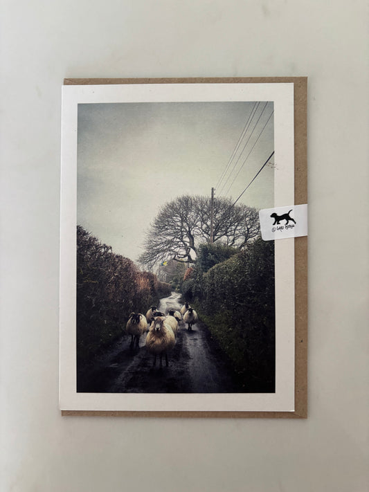 Sheep Gang, Belstone, Dartmoor