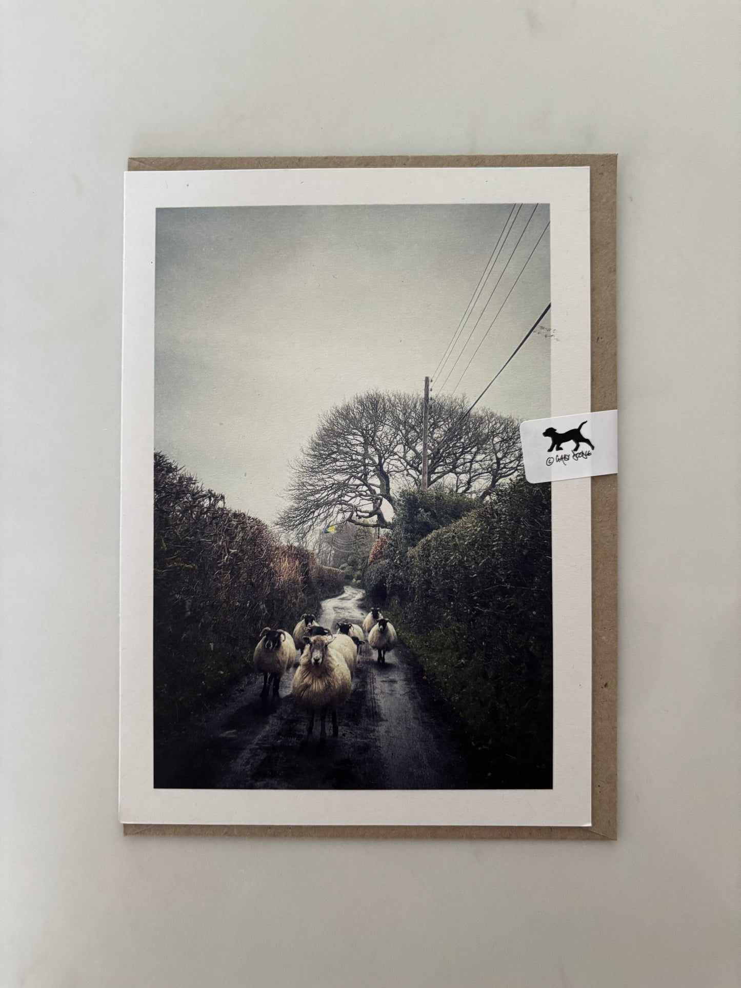Sheep Gang, Belstone, Dartmoor