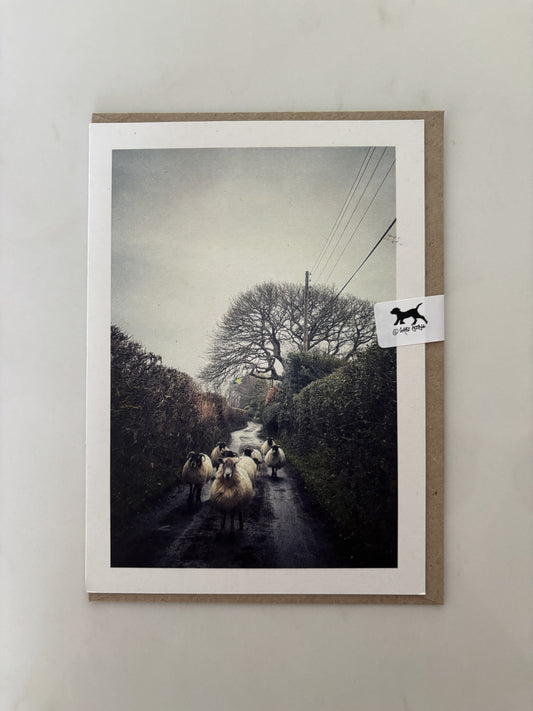 Sheep Gang, Belstone, Dartmoor