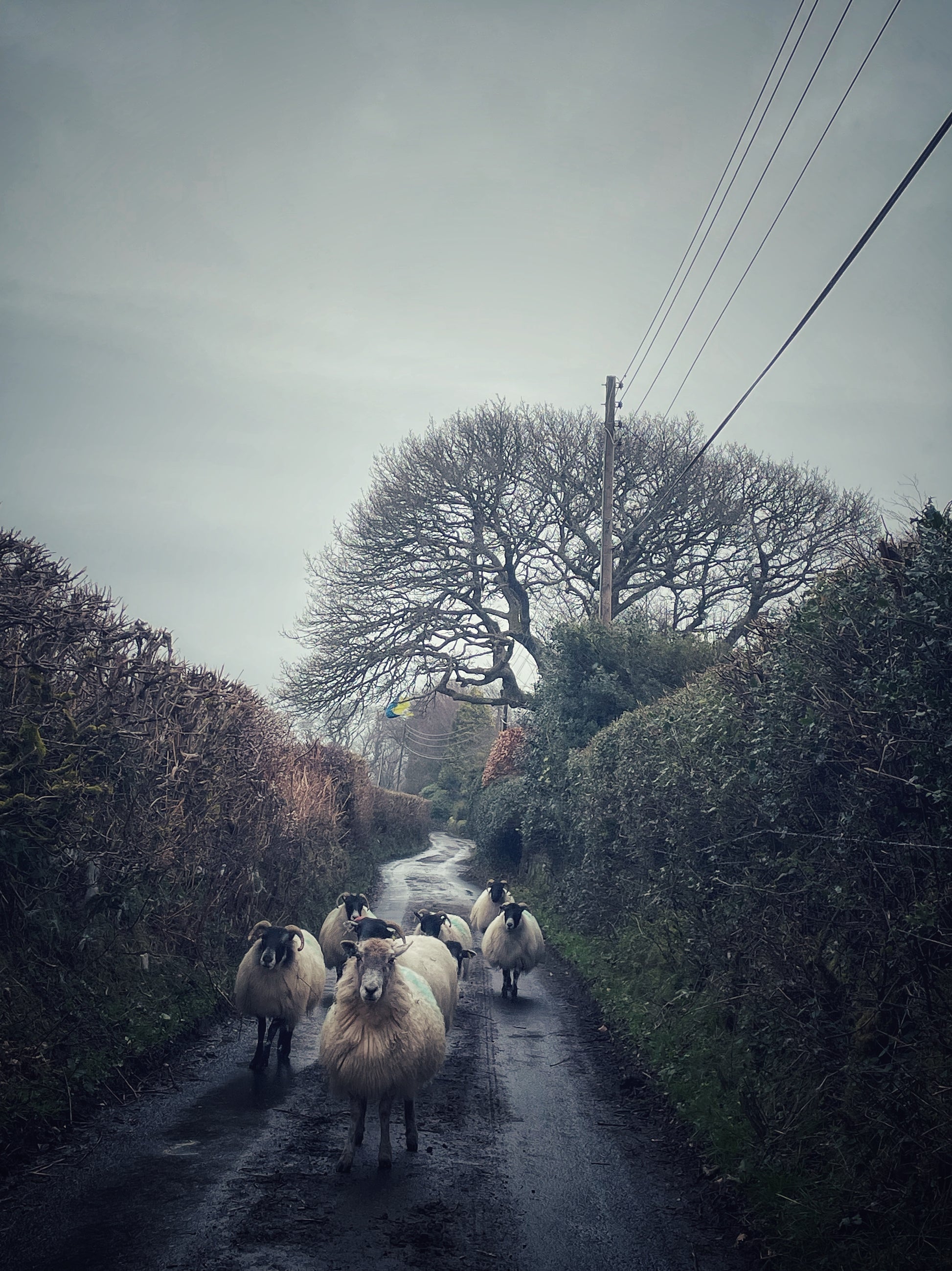 Flock of sheep walking down a narrow lane near Belstone, Dartmoor