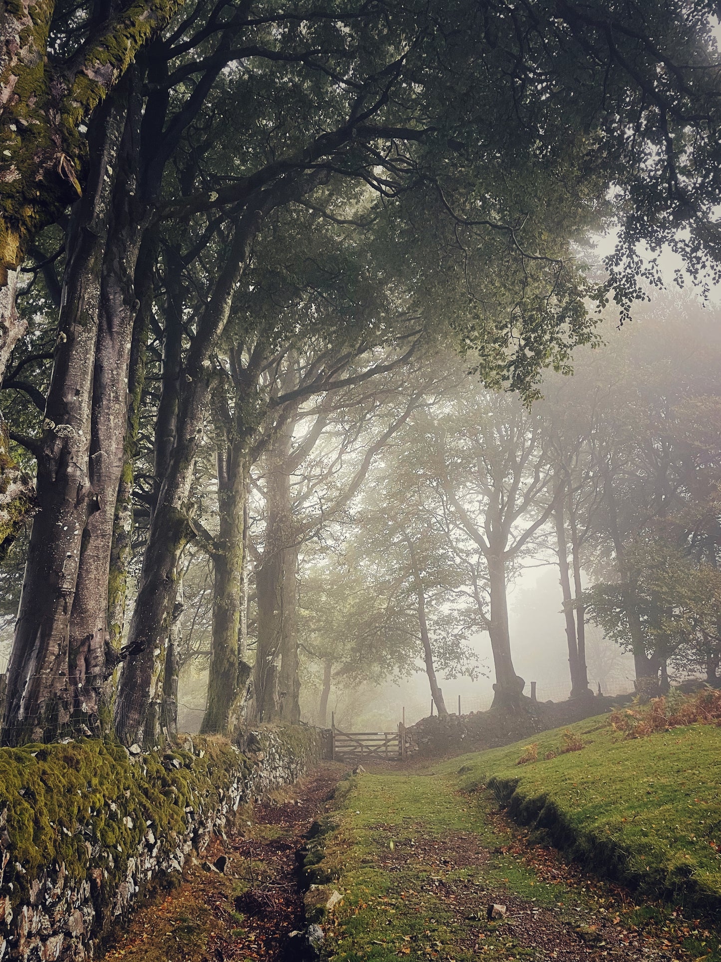 Misty tree-lined path leading to a gate near Sticklepath, Dartmoor