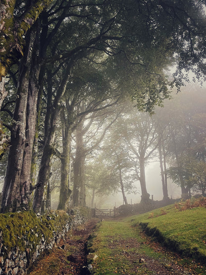 Misty tree-lined path leading to a gate near Sticklepath, Dartmoor