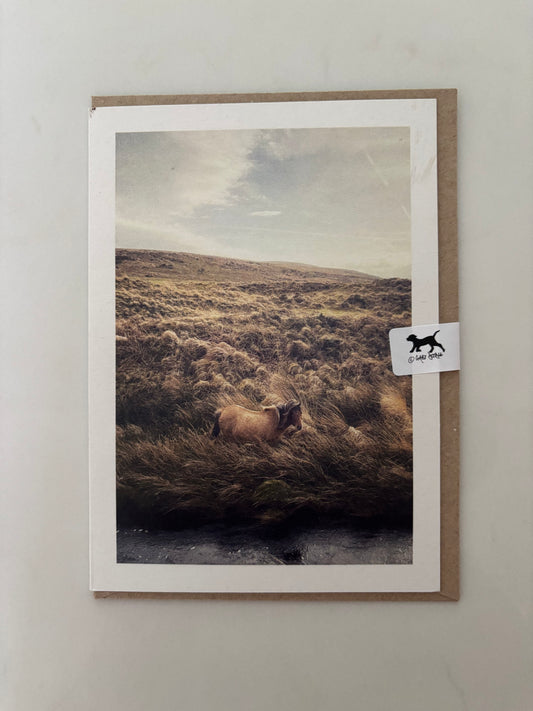 Pony in Grass, alongside the River Taw, Belstone, Dartmoor