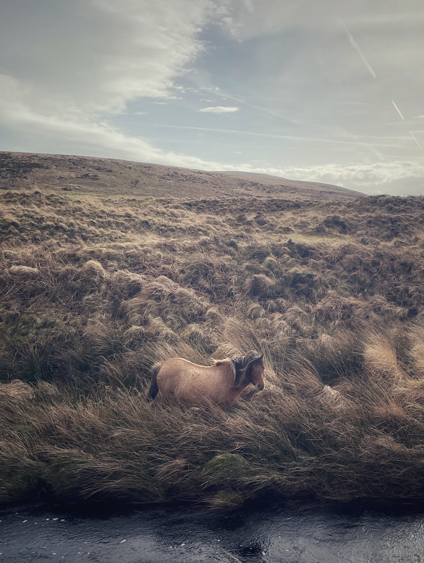 Dartmoor pony grazing in long moorland grass near the River Taw, Belstone