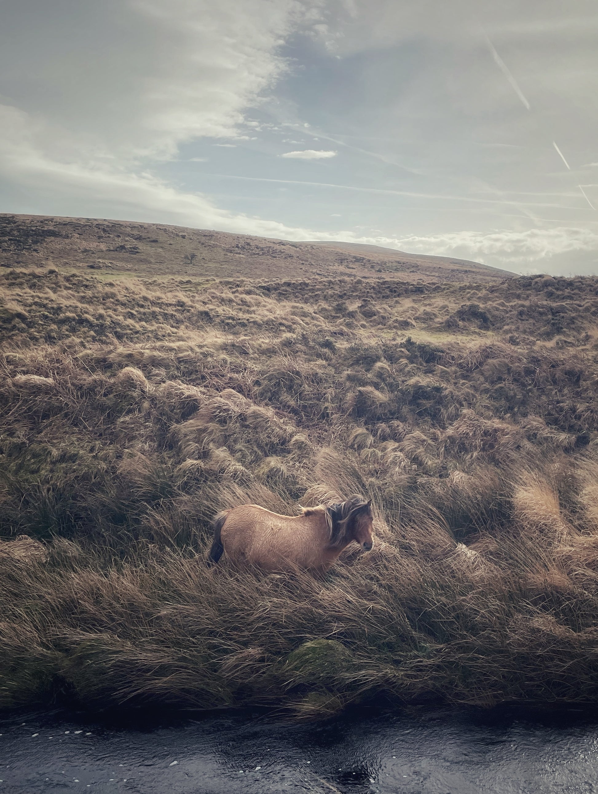 Dartmoor pony grazing in long moorland grass near the River Taw, Belstone