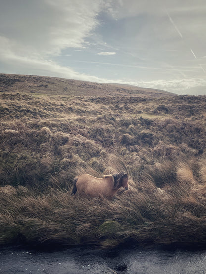 Dartmoor pony grazing in long moorland grass near the River Taw, Belstone
