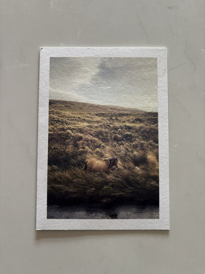 Pony in Grass, alongside the River Taw, Belstone, Dartmoor