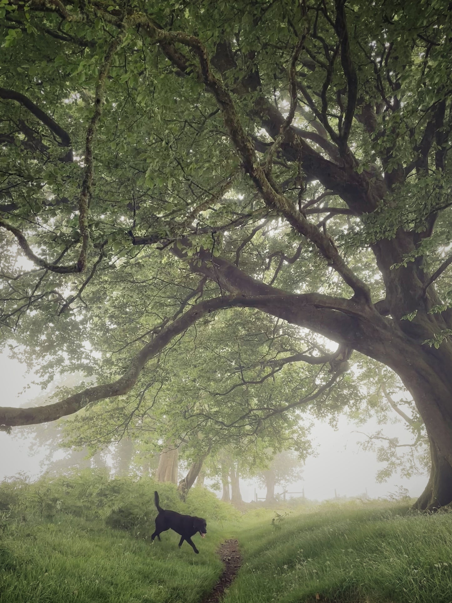 Black Labrador below spring trees in a misty field near Sticklepath, Dartmoor