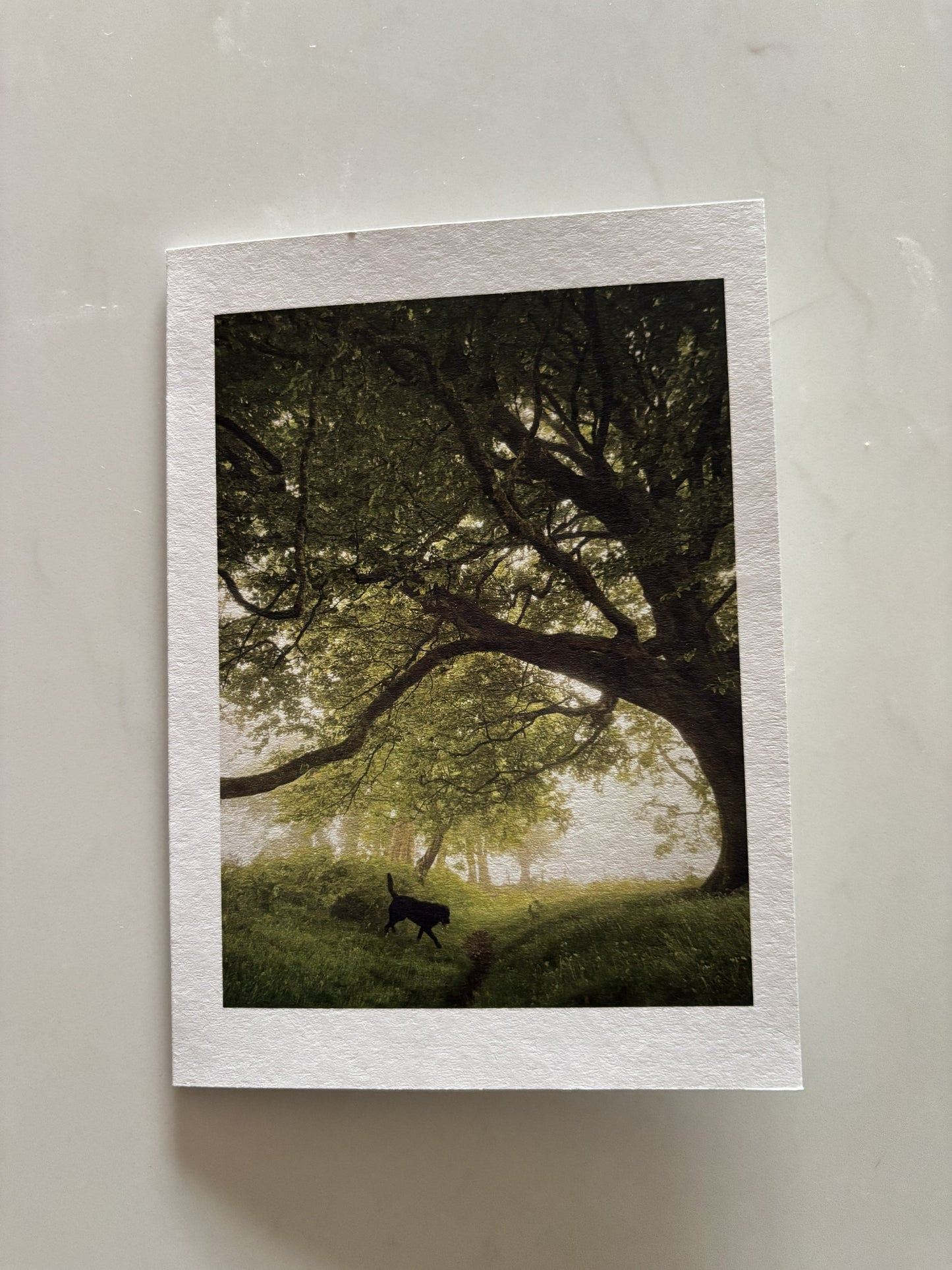 Sheep Field Trees, Sticklepath, Dartmoor
