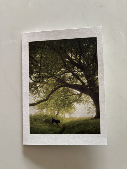 Sheep Field Trees, Sticklepath, Dartmoor