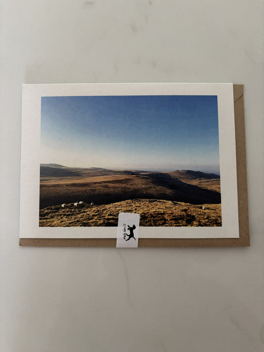 Steeperton Sheep, Steeperton Tor, Dartmoor