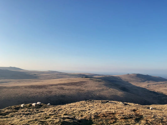 Wide open moorland view from Steeperton Tor with sheep grazing, Dartmoor, Devon