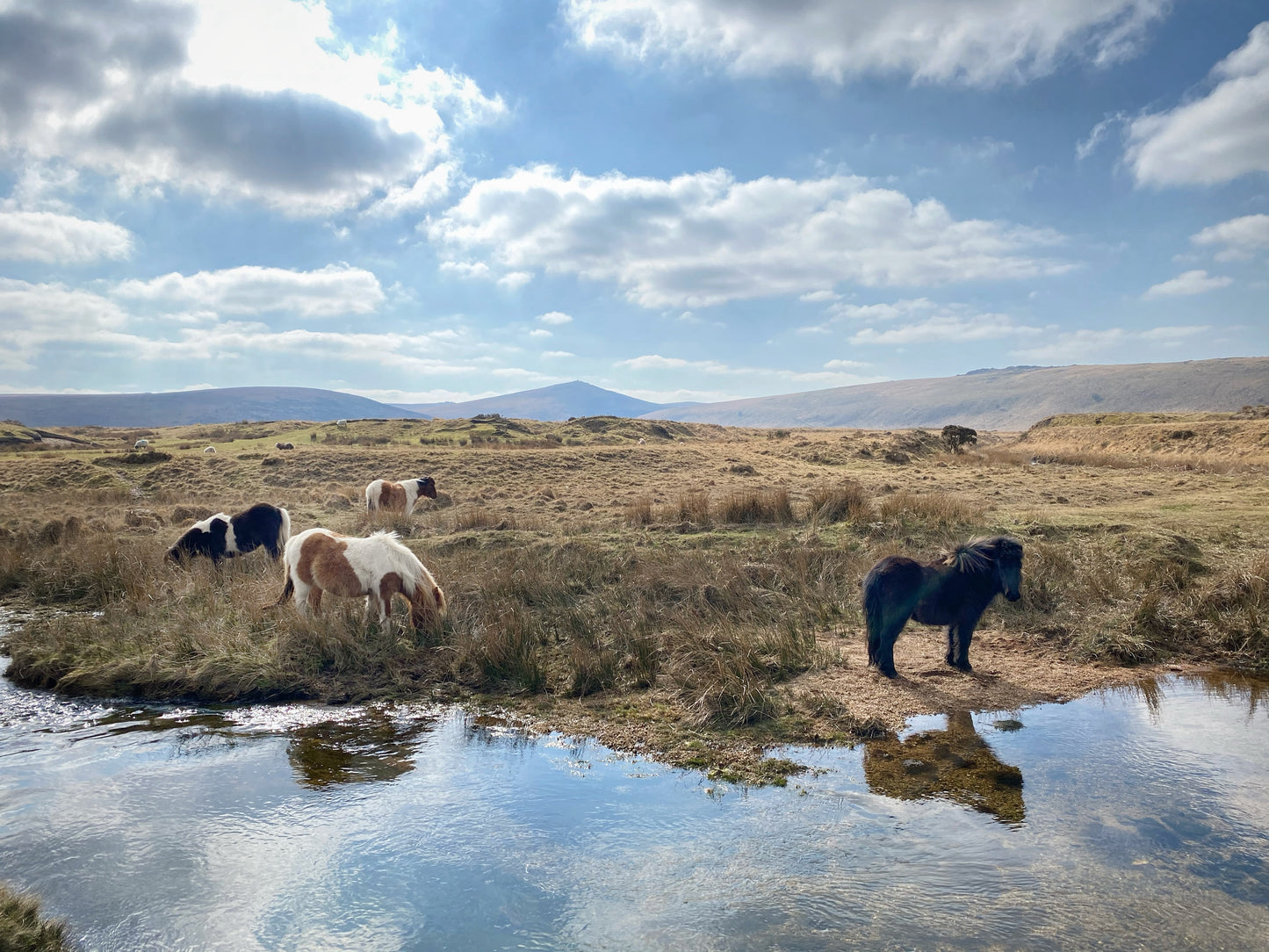  Dartmoor ponies grazing and drinking at Taw Marsh Horseshoe, Dartmoor, Devon