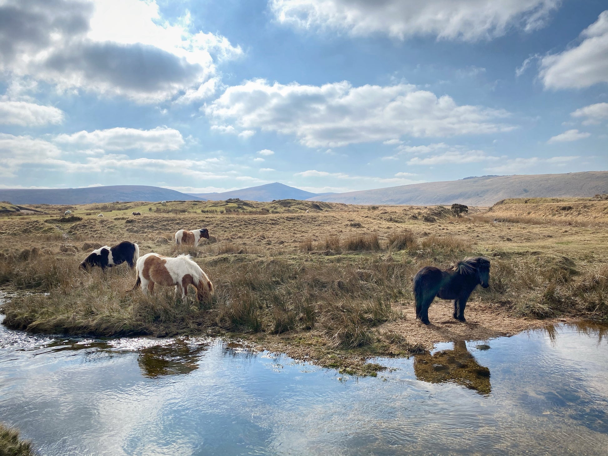  Dartmoor ponies grazing and drinking at Taw Marsh Horseshoe, Dartmoor, Devon