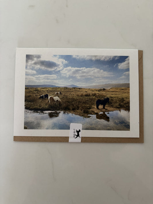Ponies at Taw Marsh Horseshoe, Dartmoor