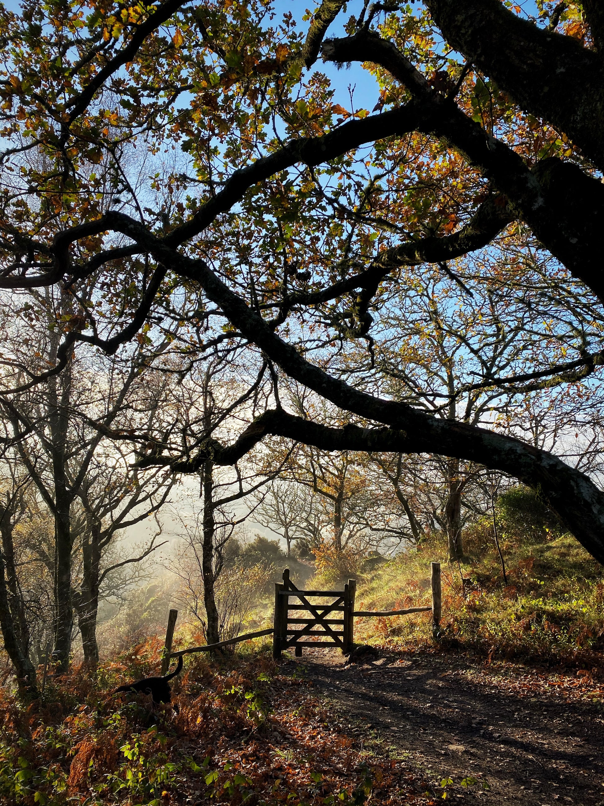 Ancient oak trees framing a wooden gate in autumn sunlight at Hunters Tor, below Castle Drogo, Drewsteignton, Dartmoor, Devon