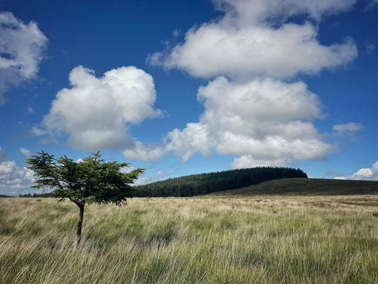 Lone tree under a blue sky in windswept moorland grass at Fernworthy, Dartmoor, Devon