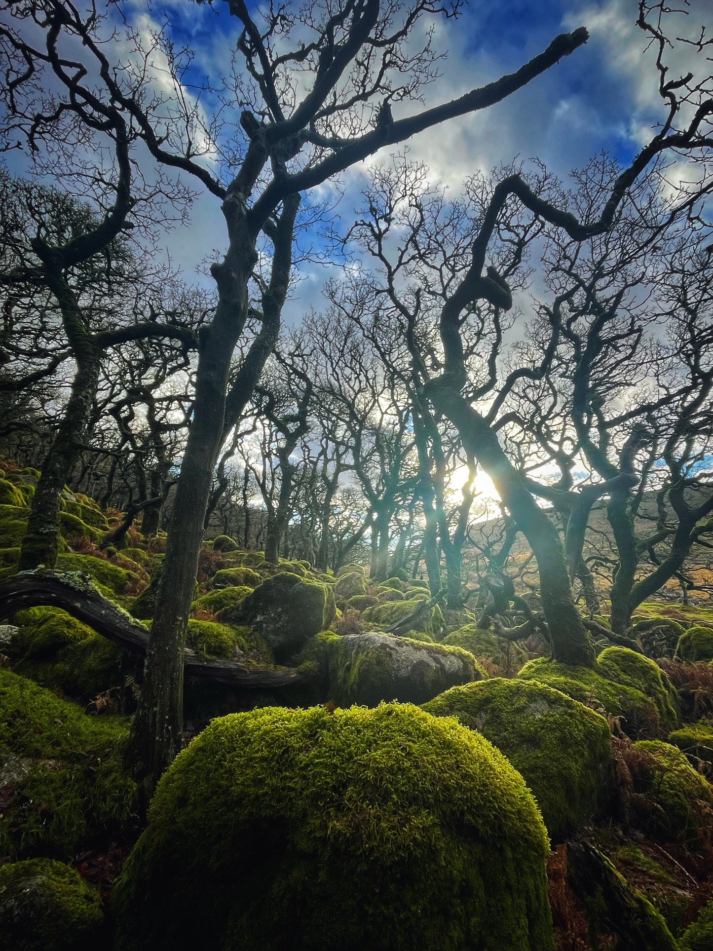 Magical image of Black-a-Tor Copse    moss and rocks  of the Ancient temperate rainforest on Dartmoor, Devon 