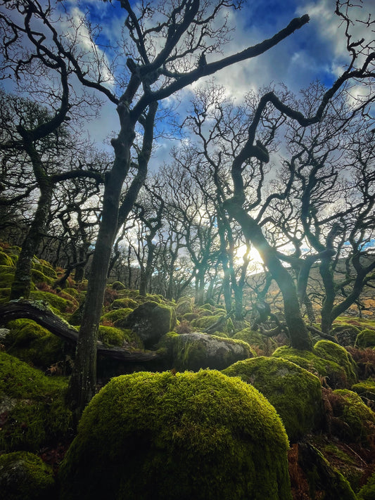 Magical image of Black-a-Tor Copse    moss and rocks  of the Ancient temperate rainforest on Dartmoor, Devon 