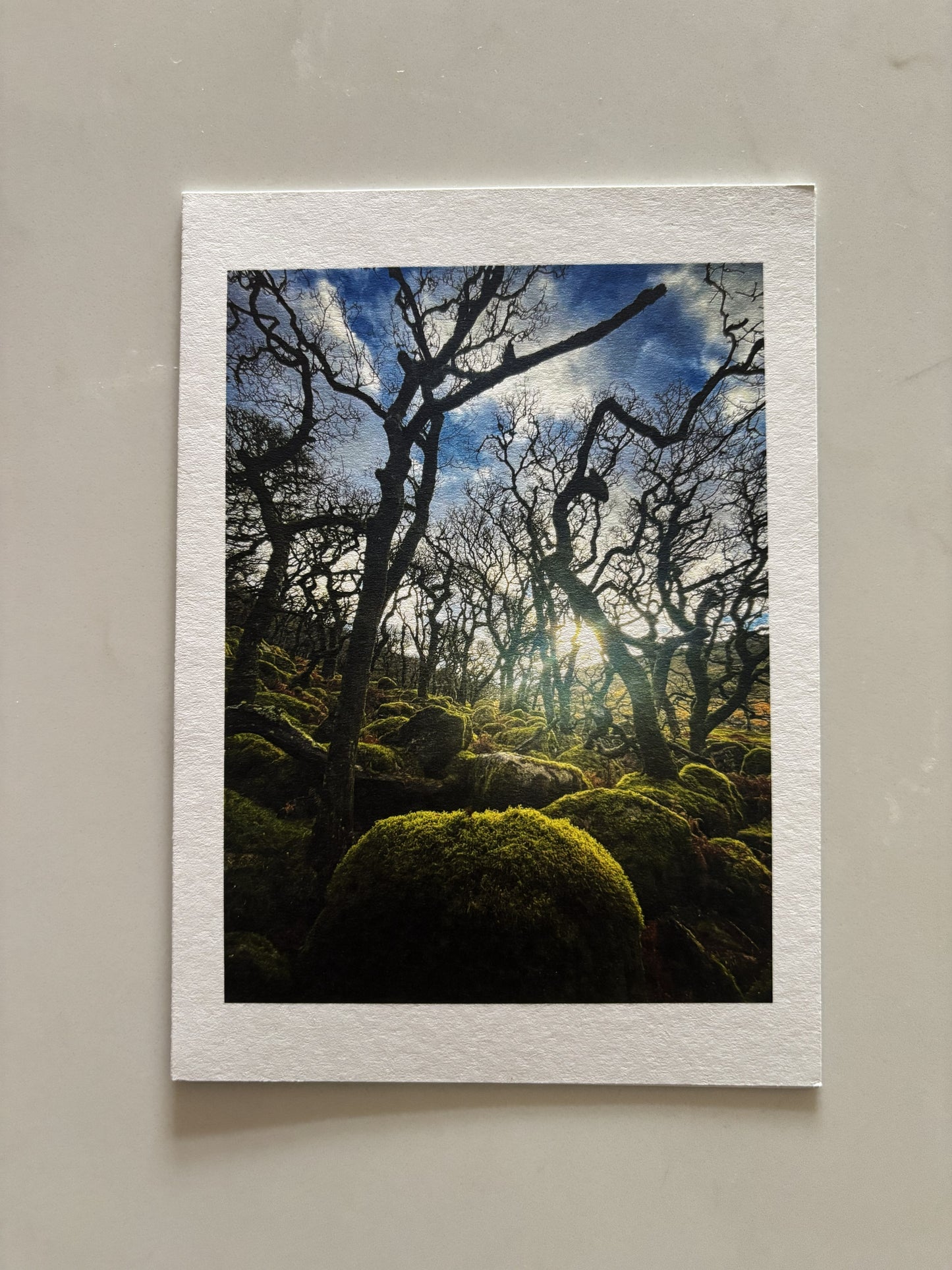 Black-a-tor Copse, Dartmoor