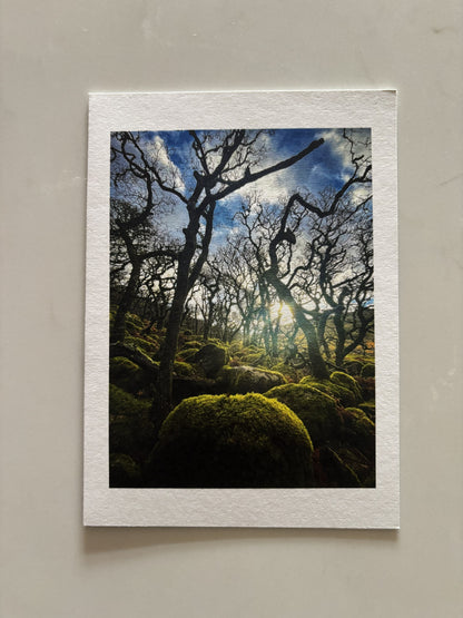 Black-a-tor Copse, Dartmoor