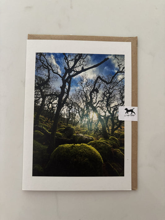 Black-a-tor Copse, Dartmoor