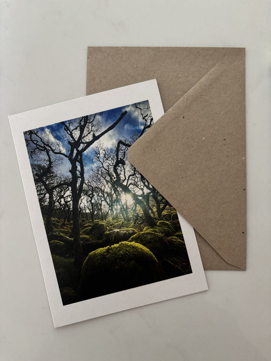 Black-a-tor Copse, Dartmoor