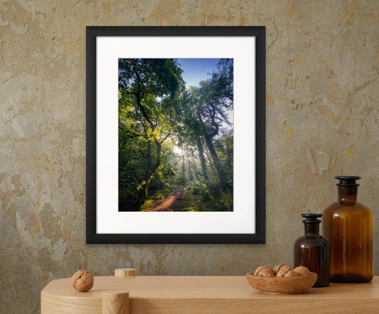 framed giclee art print illustration of Summer morning Sunlight streaming through oak trees onto a woodland path, Dartmoor, Devon