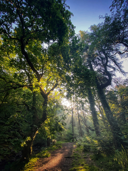 Summer morning Sunlight streaming through oak trees onto a woodland path, Dartmoor, Devon