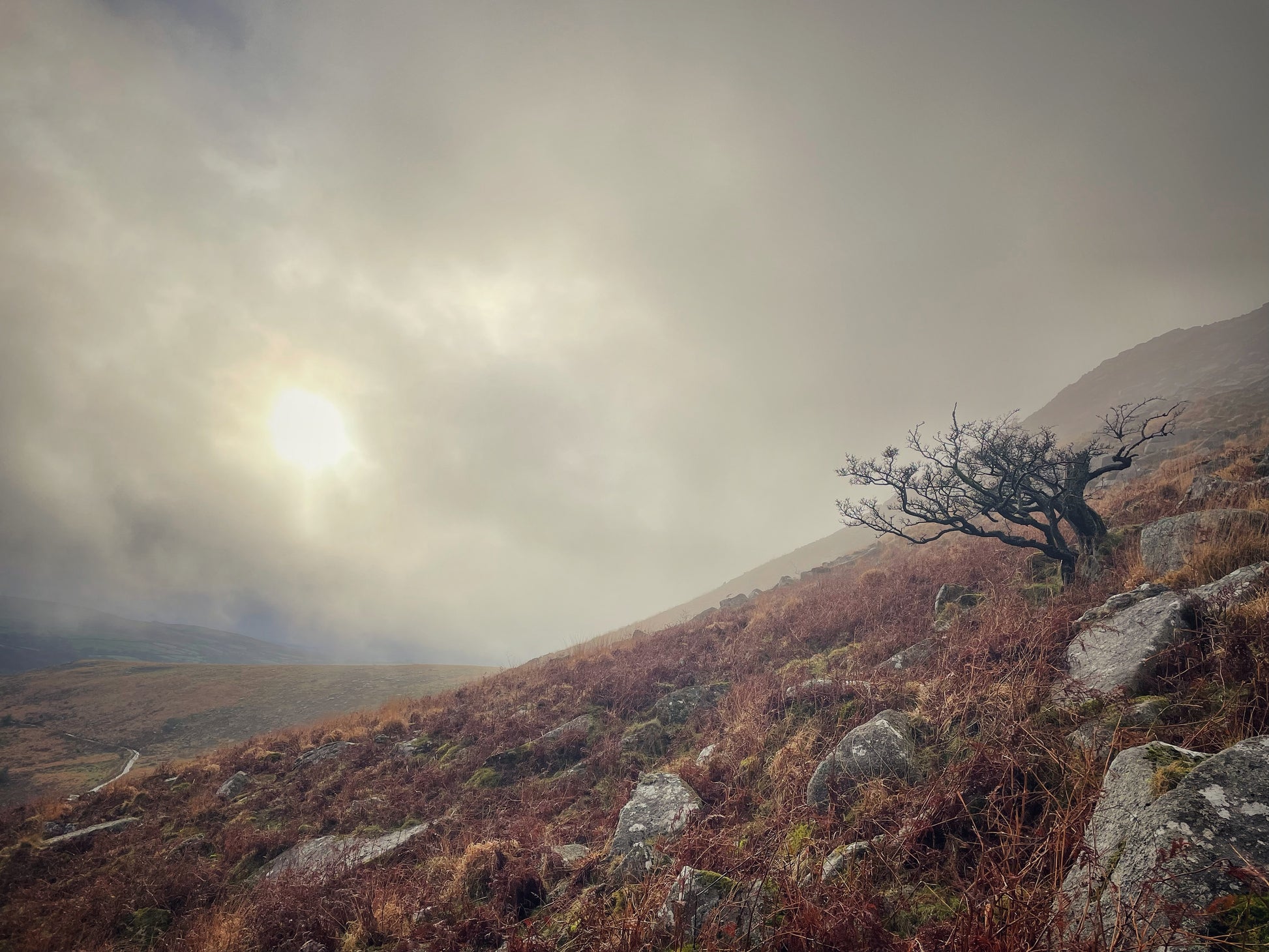 A lone windswept hawthorn tree on a misty moorland hillside, Dartmoor, Devon — pale winter sun breaking through low cloud over granite rocks and bracken