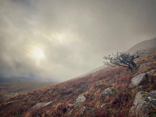 A lone windswept hawthorn tree on a misty moorland hillside, Dartmoor, Devon — pale winter sun breaking through low cloud over granite rocks and bracken