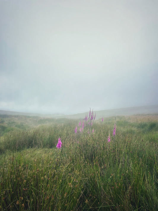 Misty Foxgloves Dartmoor
