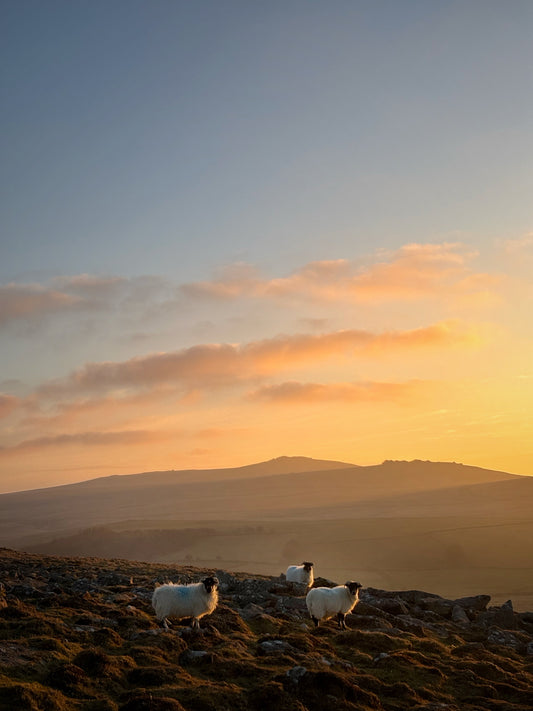 Three Sheep Sunset, Dartmoor