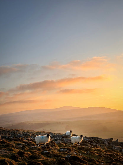 Three Sheep Sunset, Dartmoor