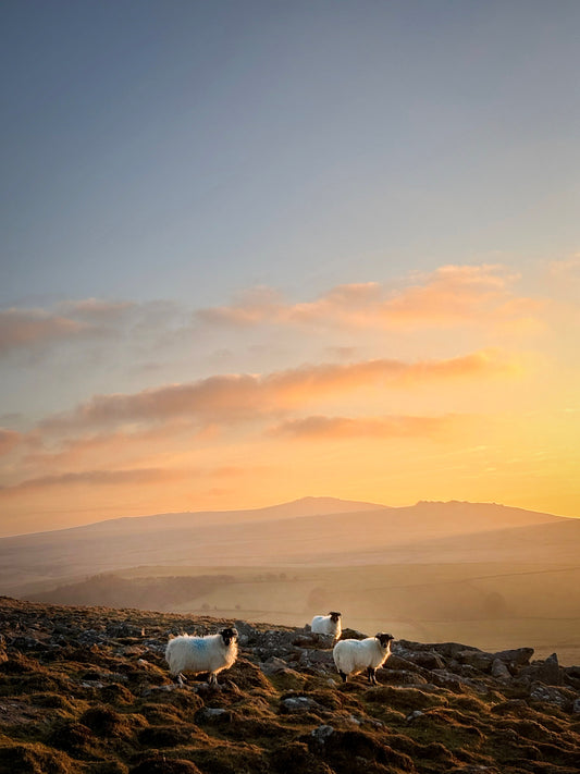 Three Sheep Sunset, Dartmoor