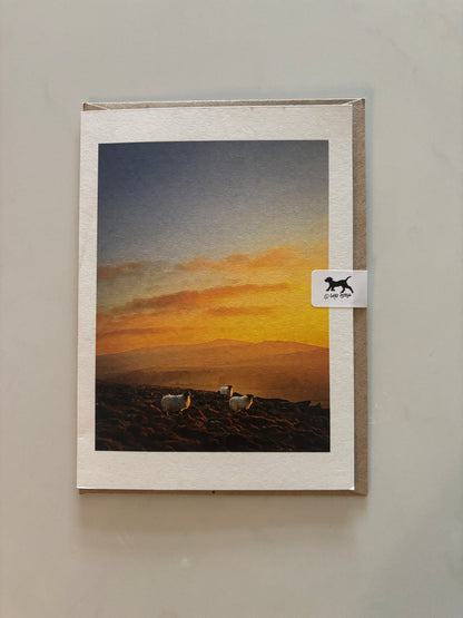 Three Sheep Sunset, Dartmoor